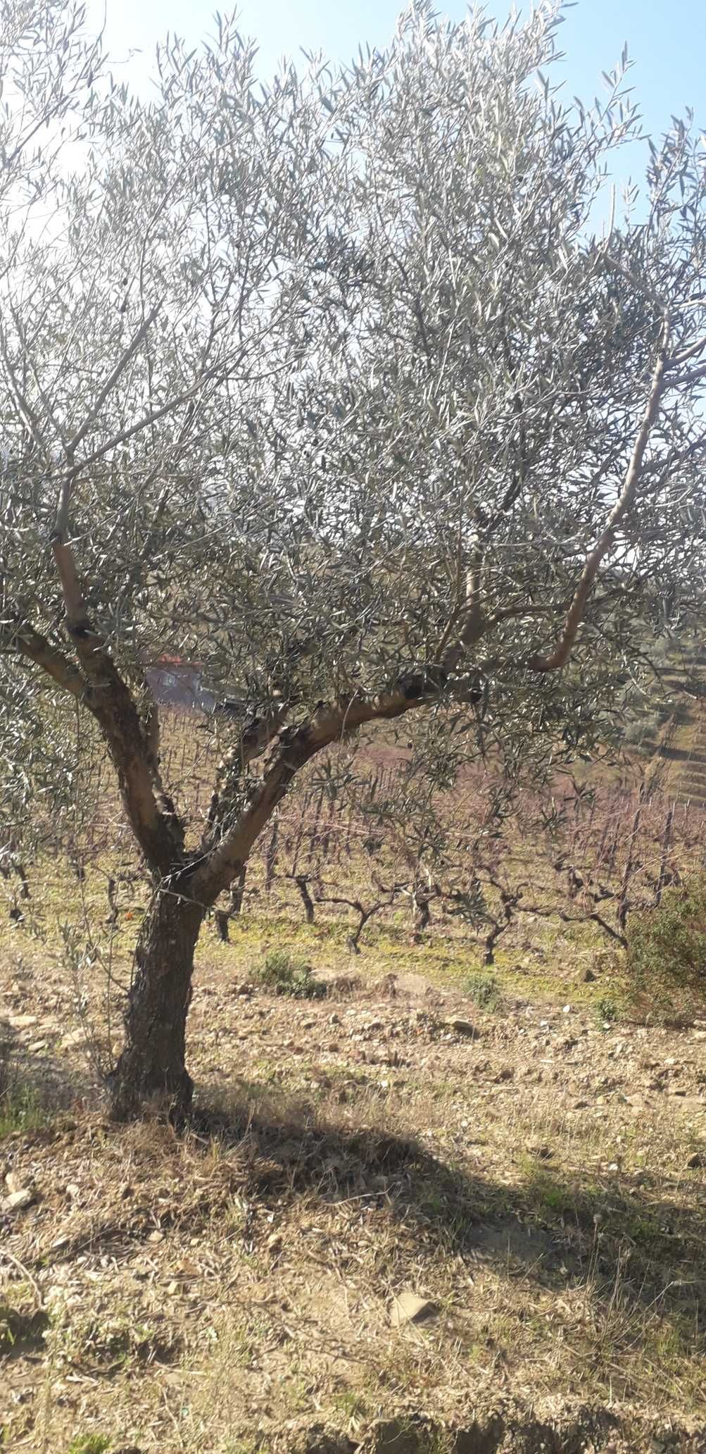 Oliveiras para o seu Jardim