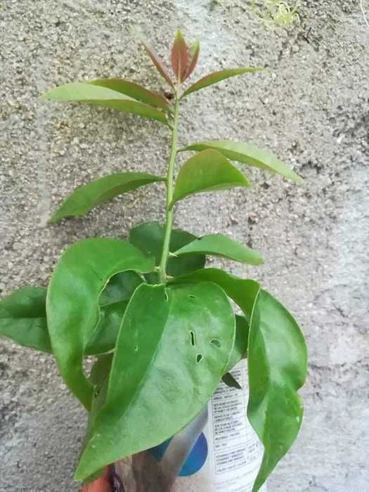 Ora Pro Nobis - Pereskia Aculeata