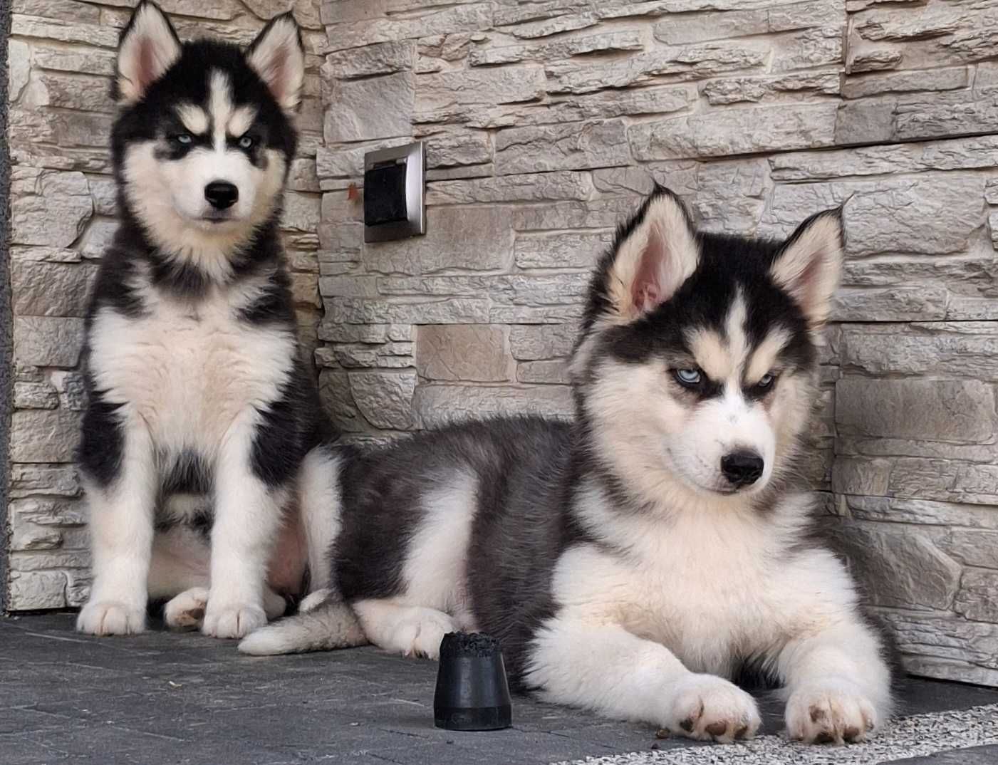 Siberian husky szczeniak