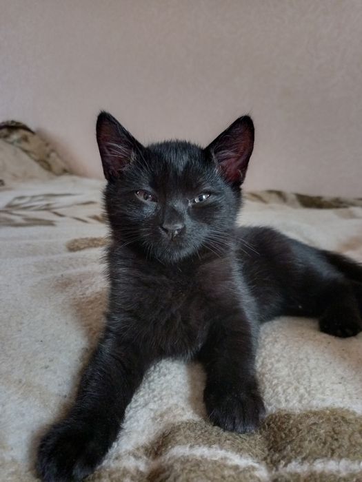 Дівчинка Лакі шукає відповідальних господарів