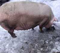 Продаємо порісні свиноматки