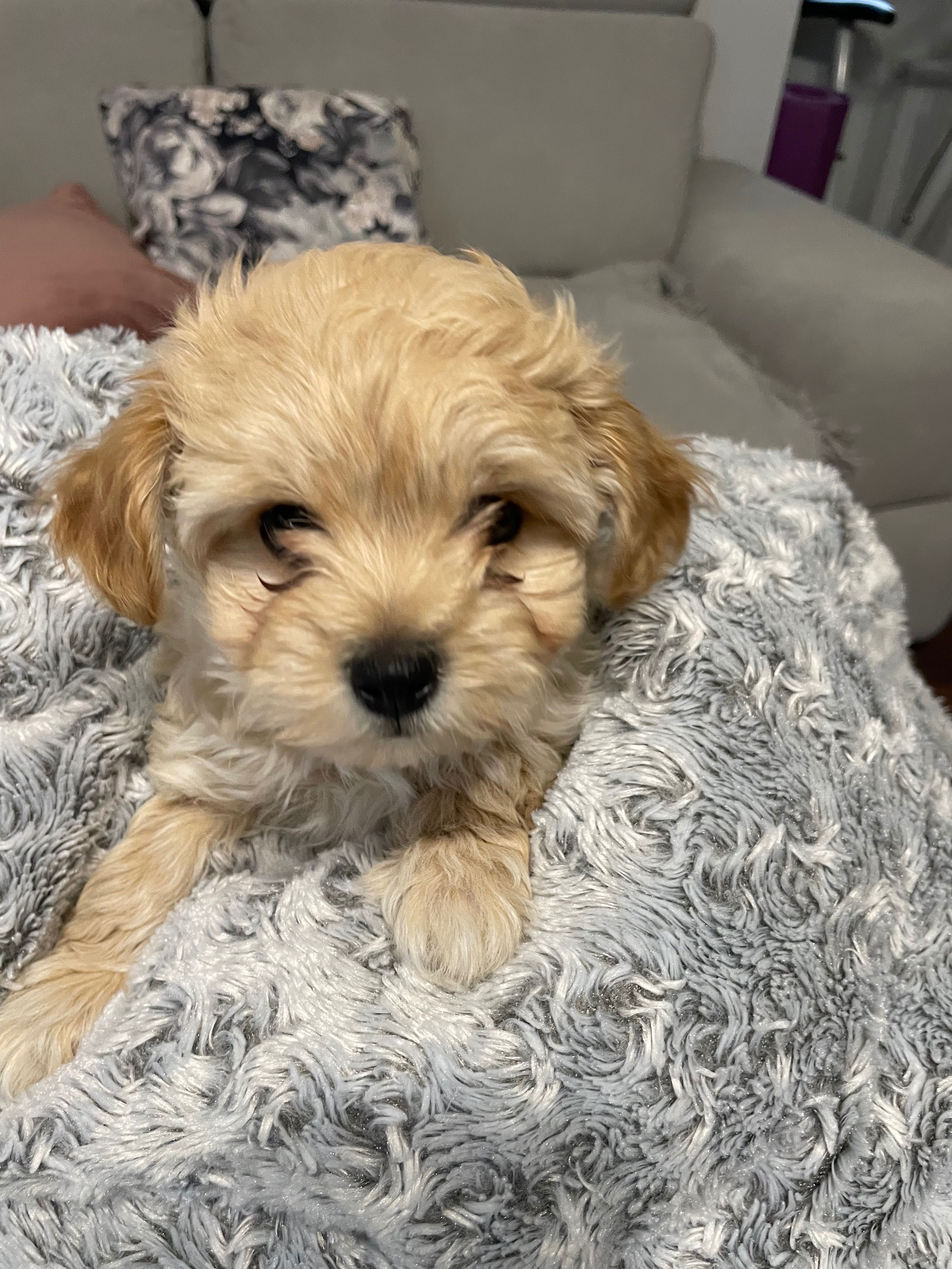 Piesek Maltipoo do odbioru początkiem lipca