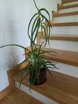 Oddam aloes kilkuletni kwiat doniczkowy