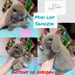 Królik króliczek mini lop hodowla zarejestrowana