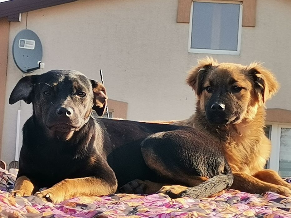 Bolek 6 miesięczny szuka domu