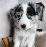 Border Collie – suczka blue merle z rodowodem