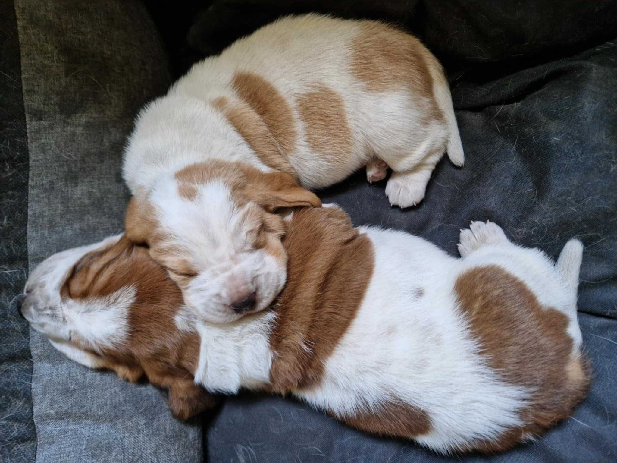 Piesek Basset Hound FCI o imieniu Argon bicolor - zarezerwowany.