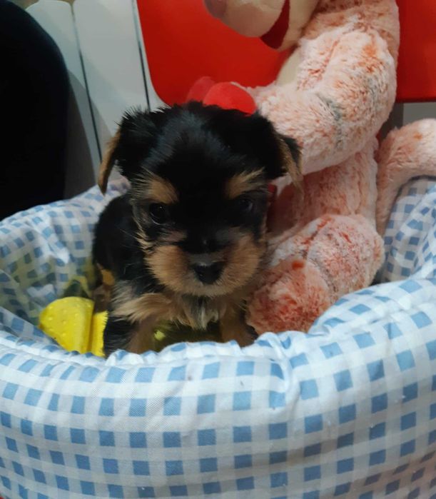 Yorkshire terrier piesek miniaturowy czarno złoty