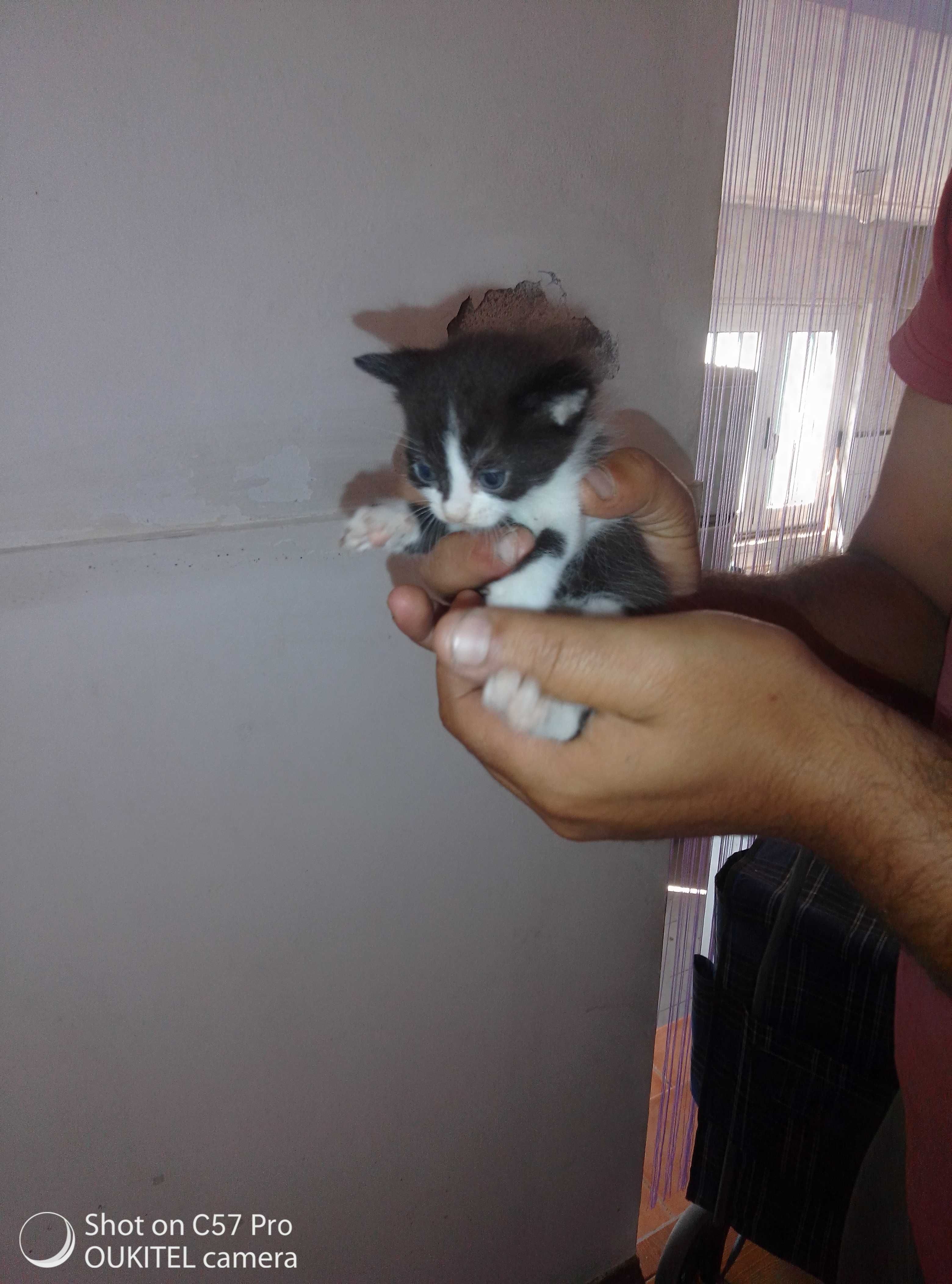 Gatinhos que precisam de um lar