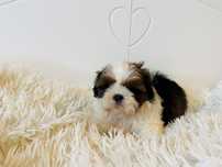 Shih tzu samiec Rodowód