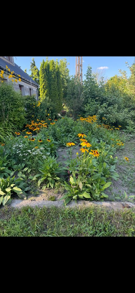 Rudbekie - kwiaty słońca