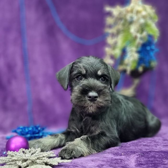 Цуценята цвергшнауцера