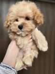 Maltipoo / chłopczyk