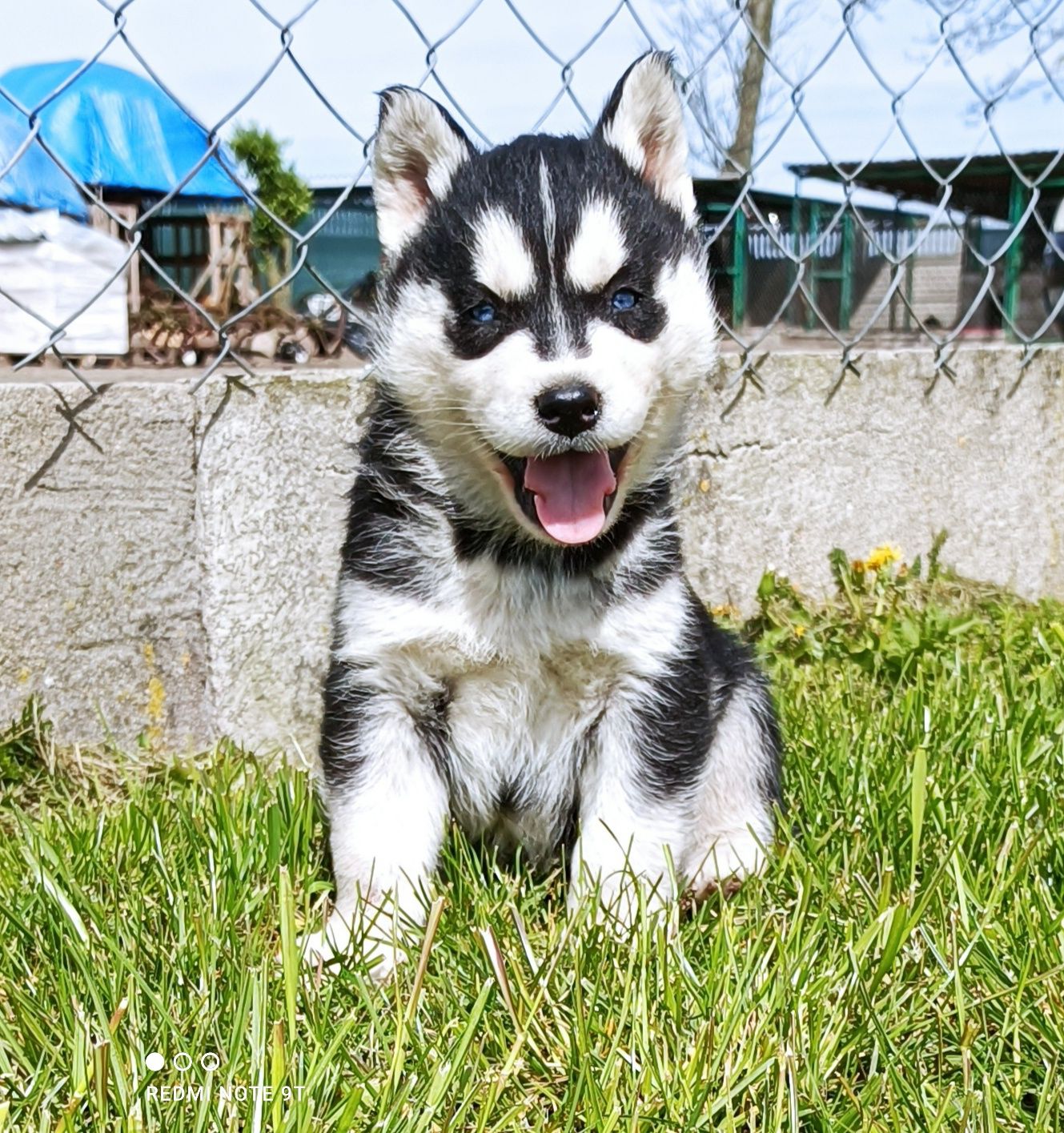 Niebieskooki szczeniaczek Siberian husky z elitarnym rodowodem