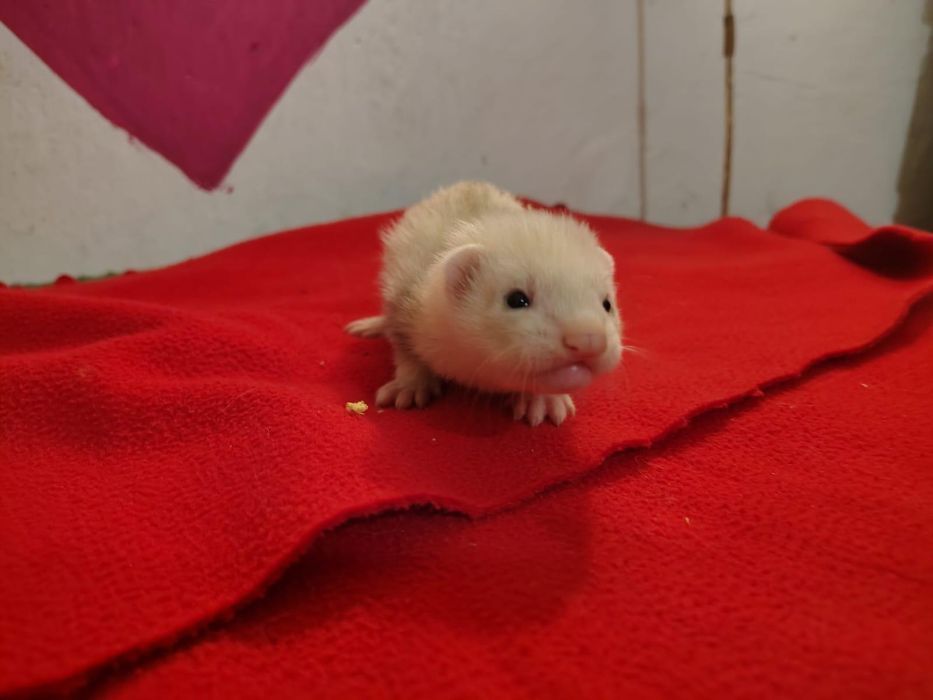Fretki pół angora  rezerwacje