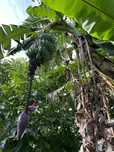 Bananeiras da Madeira