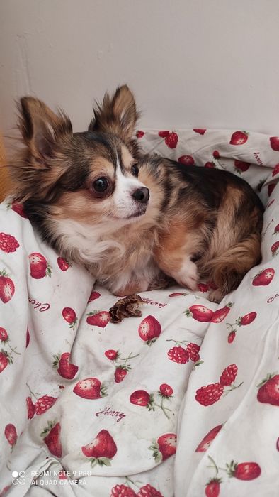 Домашня перетримка тварин