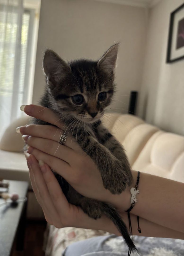 Кошенята, дівчата