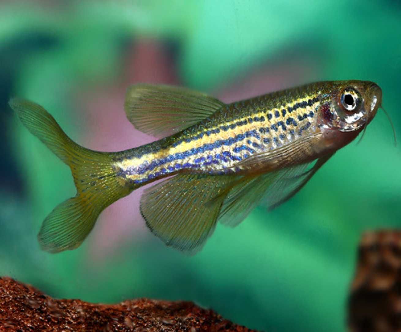 Danio lamparci - Brachydanio lamparcie - dowóz, wysyłka