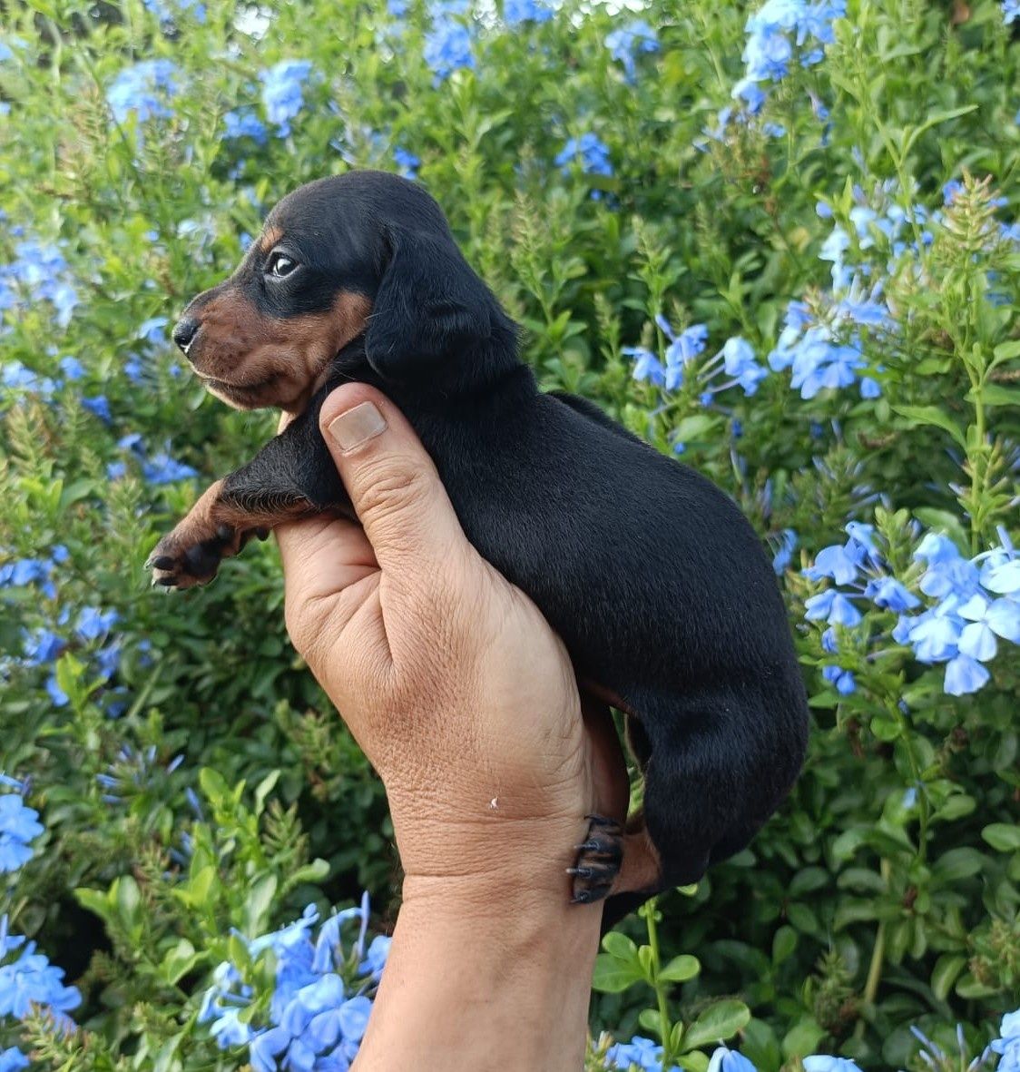 Teckel fêmea mini preta afogueada