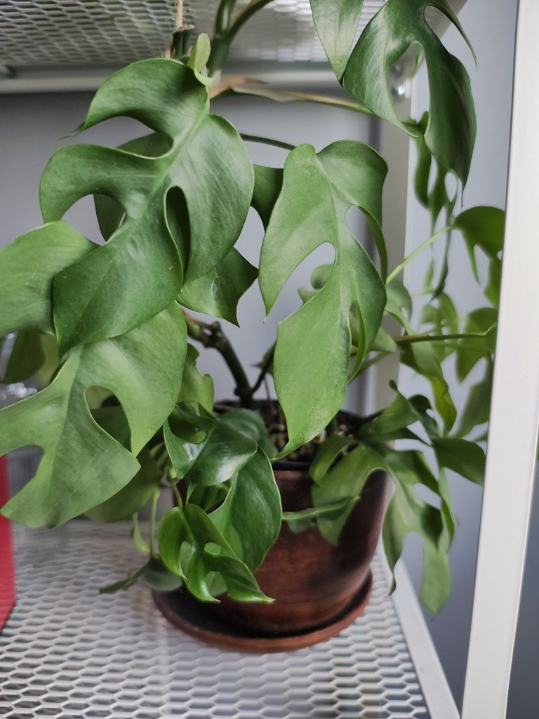 Raphidophora, Rafidofora tetrasperma zwana też monstra minima