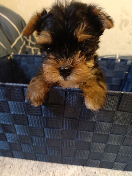 Мини дети йоркширского терьера