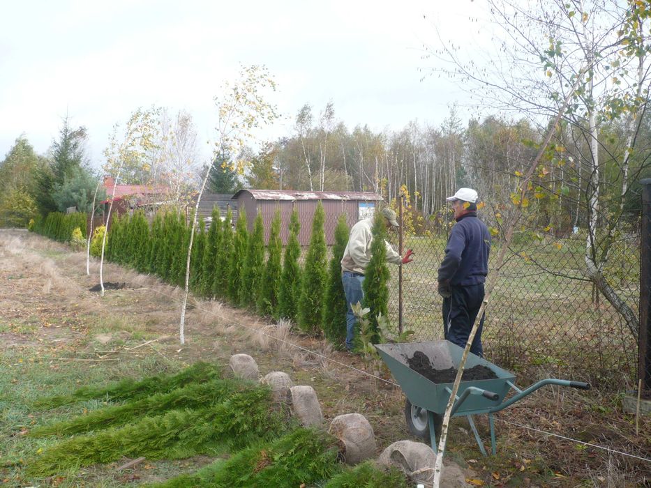 170cm tuja SZMARAGD 150cm smaragd ‼️ PRODUCENT ‼️ 180 160cm transport