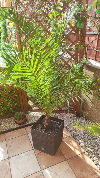 Palma daktylowa wys 160cm.