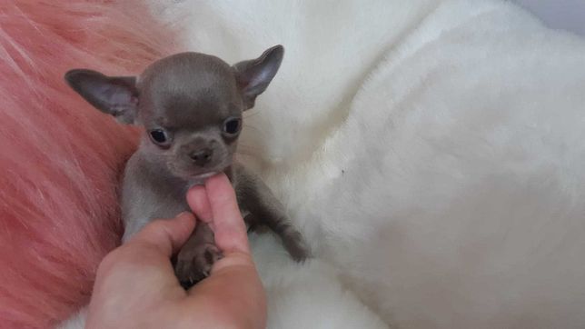 Chihuahua bajecznie piękny liliowy mini chłopczyk