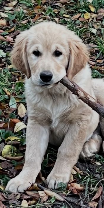 Продаються чистокровні цуценята  золотистого ретривера