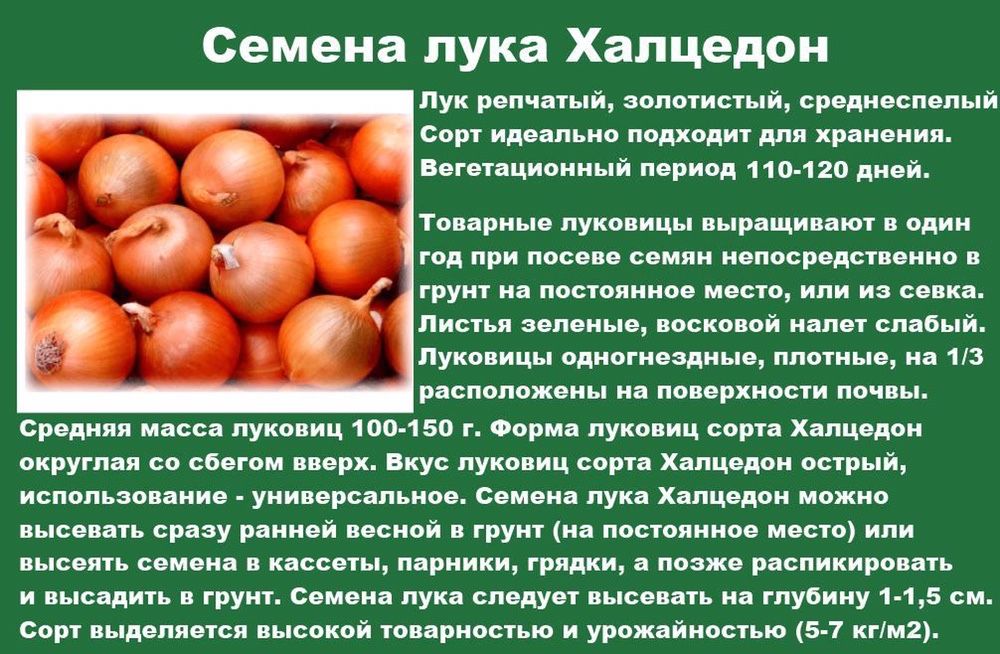 Семена лука Халцедон