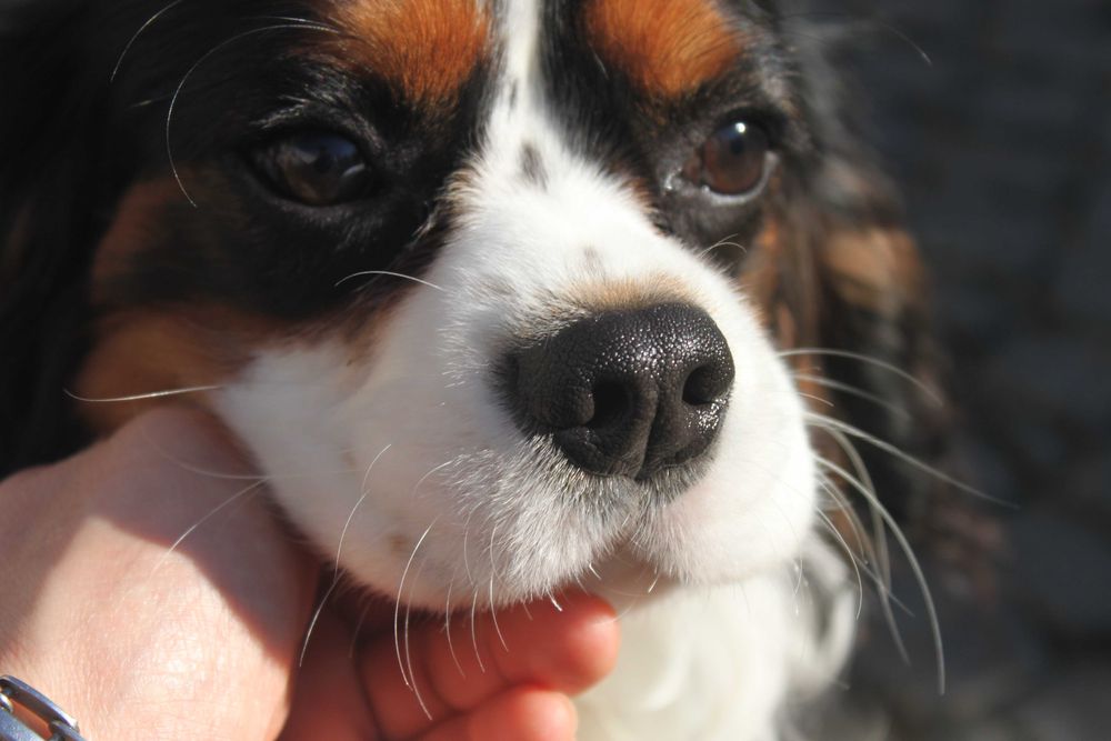 Хлопчик Кавалер Кінг Чарльз Спаніель триколор