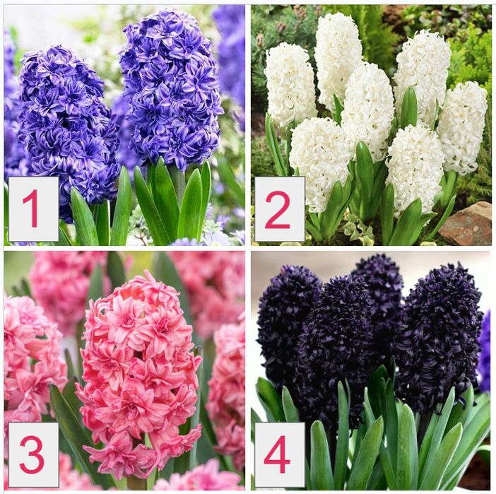 Махровый Гиацинт