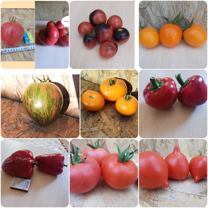 Семена помидор,перец,тыква,дыня,рукола