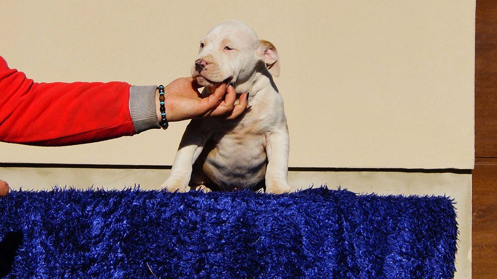 Lolek, mocny samiec Amstaff,  szczeniak z rodowodem,  do odbioru