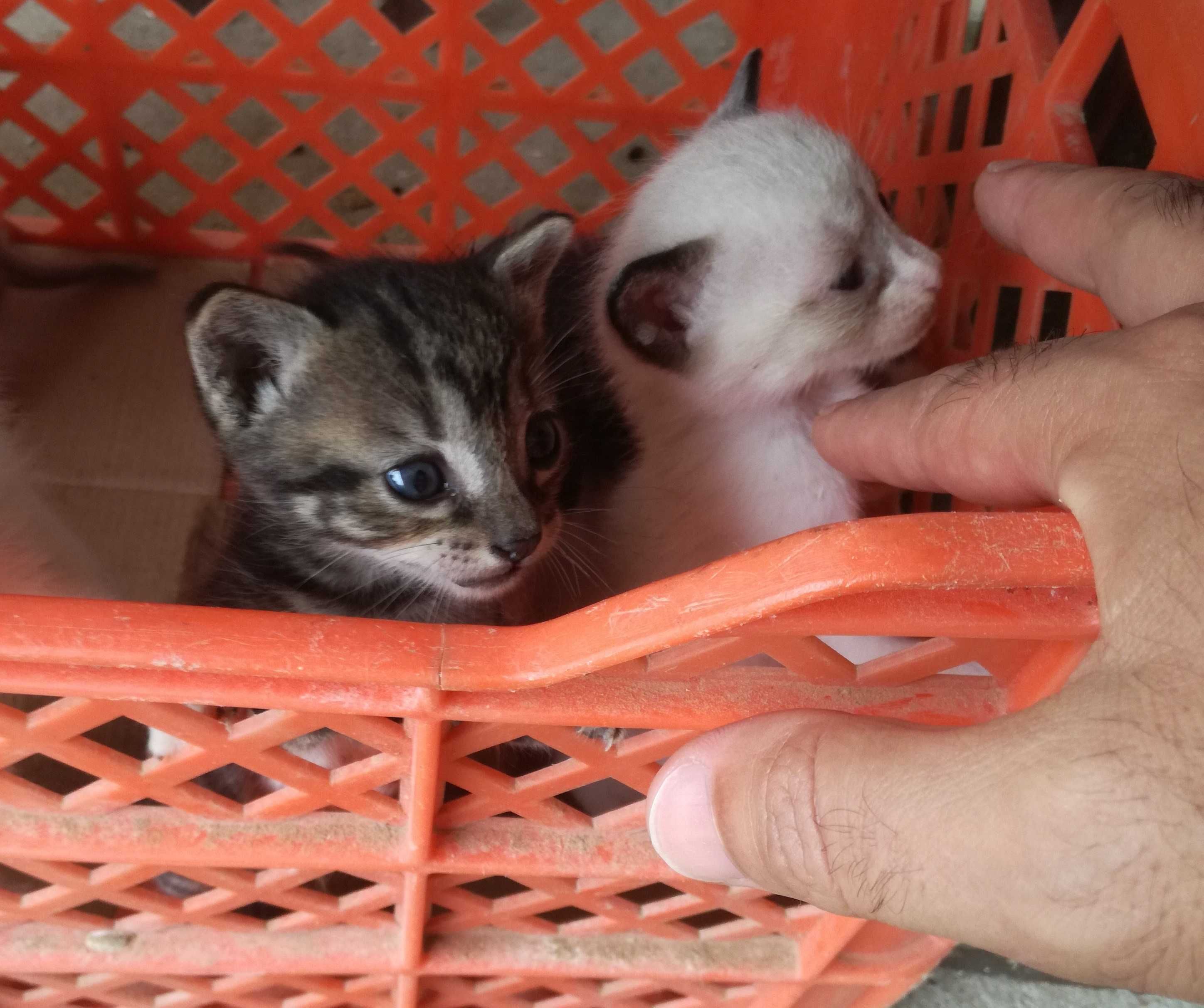 Gatinhos  para adoção
