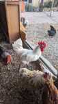 Patinhos Rouen e Corredor Indiano /Cream Legbar / Leghorn Isabella/