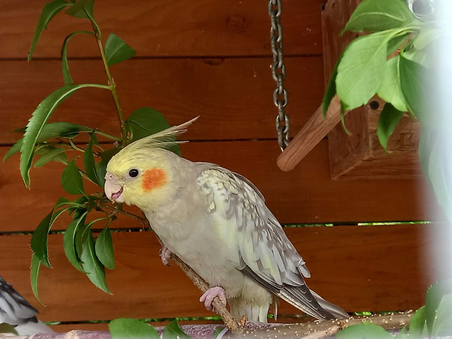 Młoda nimfa zmieni dom