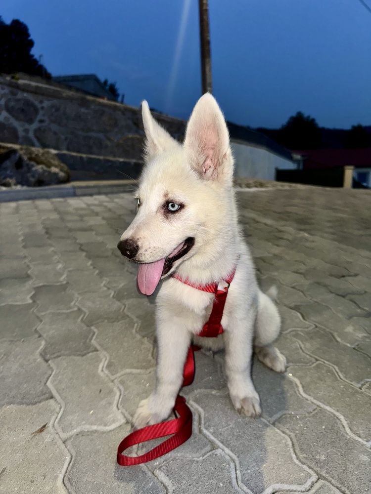 Husky siberiano c/lop