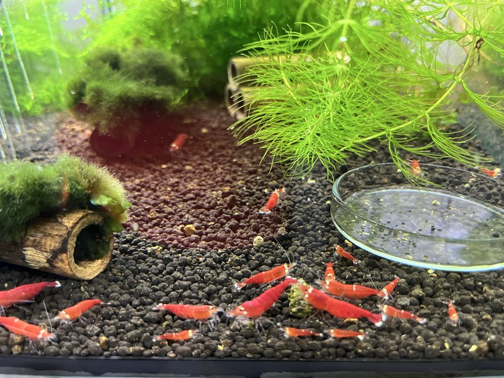 Krewetki SCR caridina