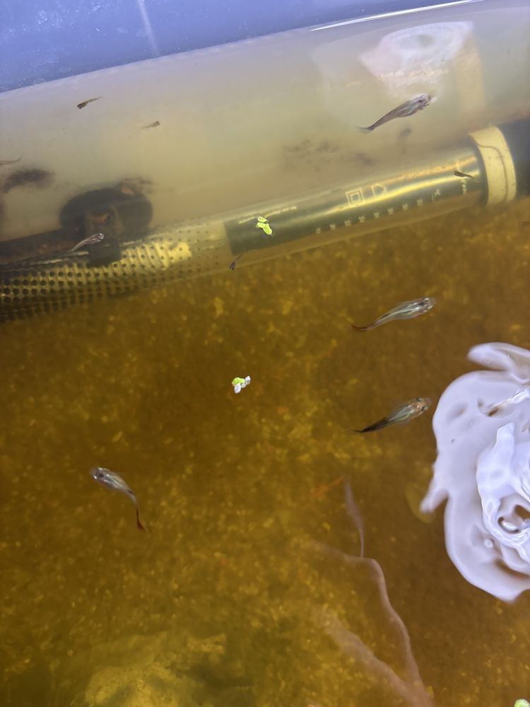 Guppys sortidos várias cores