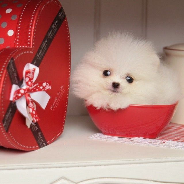 Шенки шпица продаемо. В гарні руки