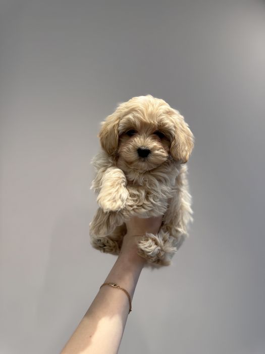 Микро малыши Мальтипу