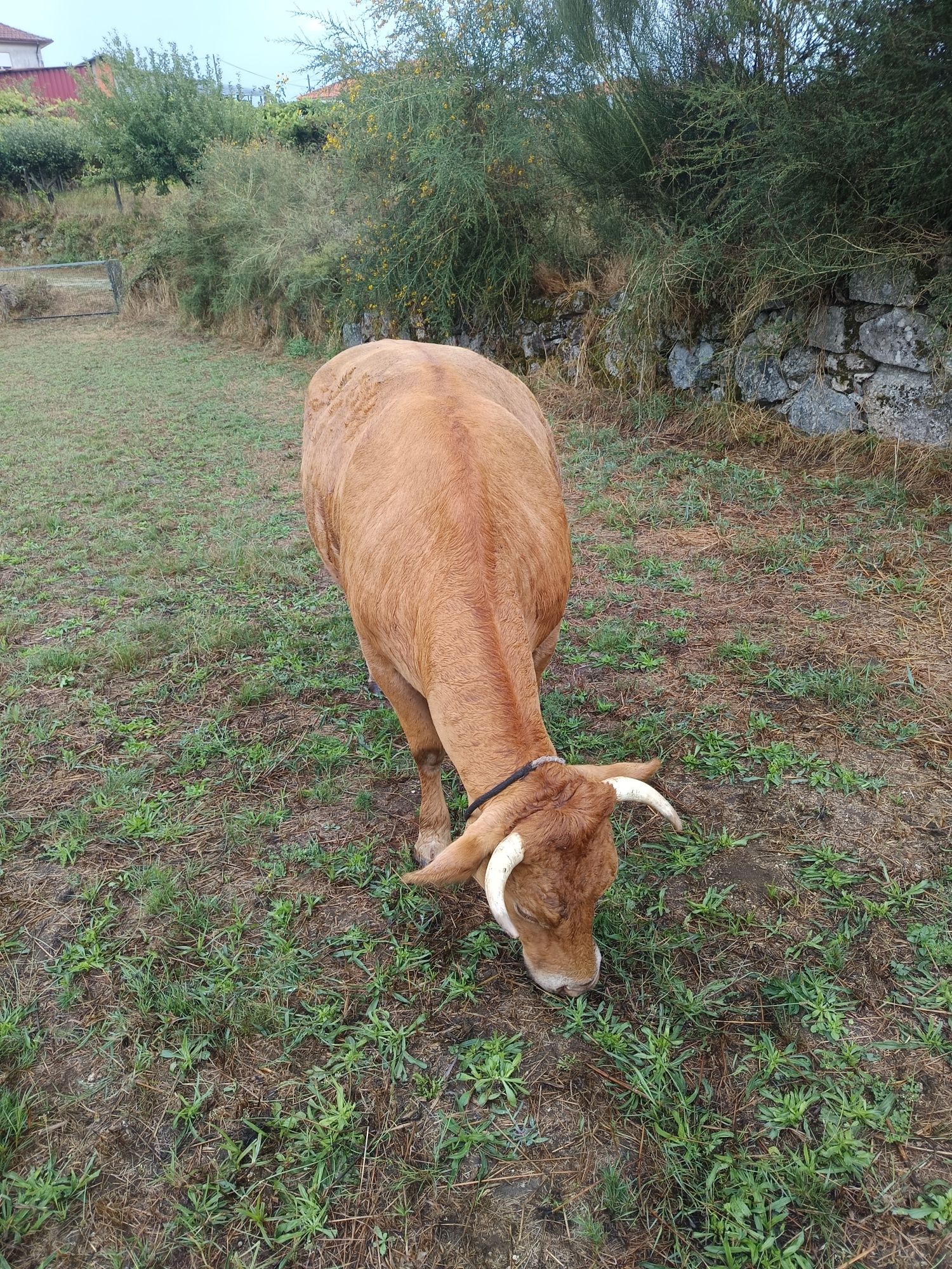 Vacas minhotas Viana do castelo