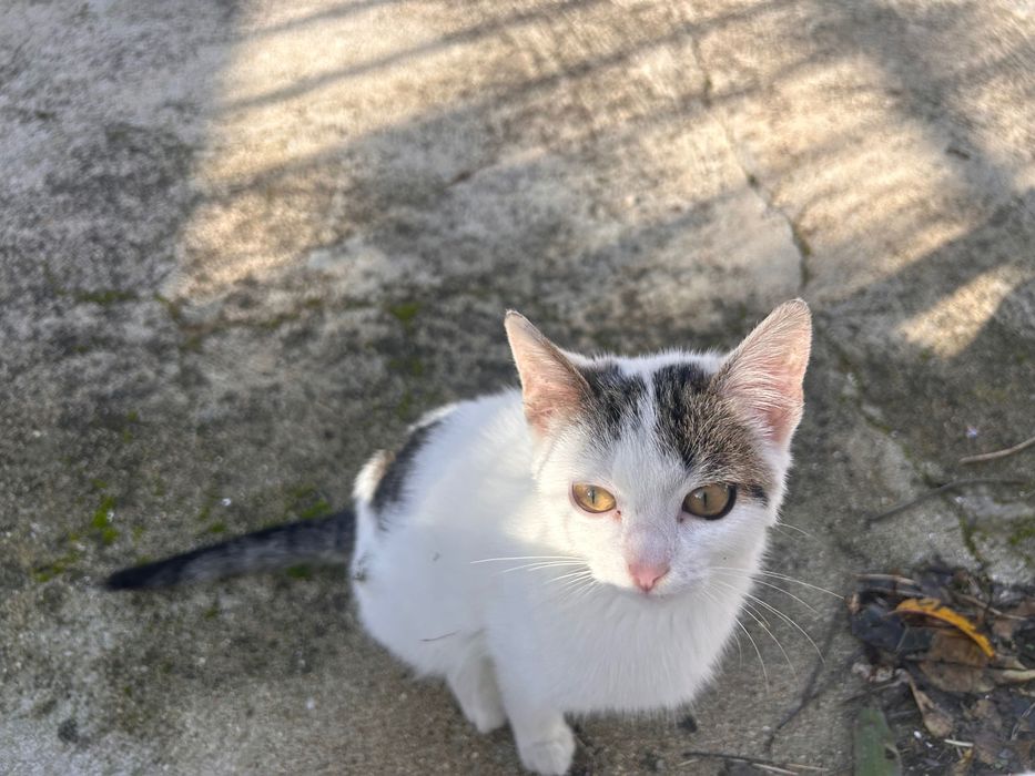 Gata 3 meses para adoção