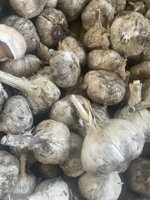 Продам часник сорт Любаша