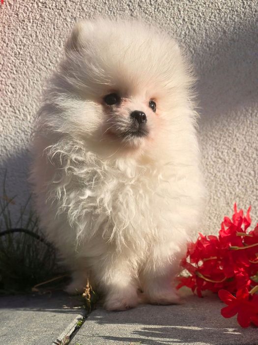 Szpic miniaturowy pomeranian