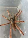 Amazonius Germani (ex Tapinauchenius gigas)