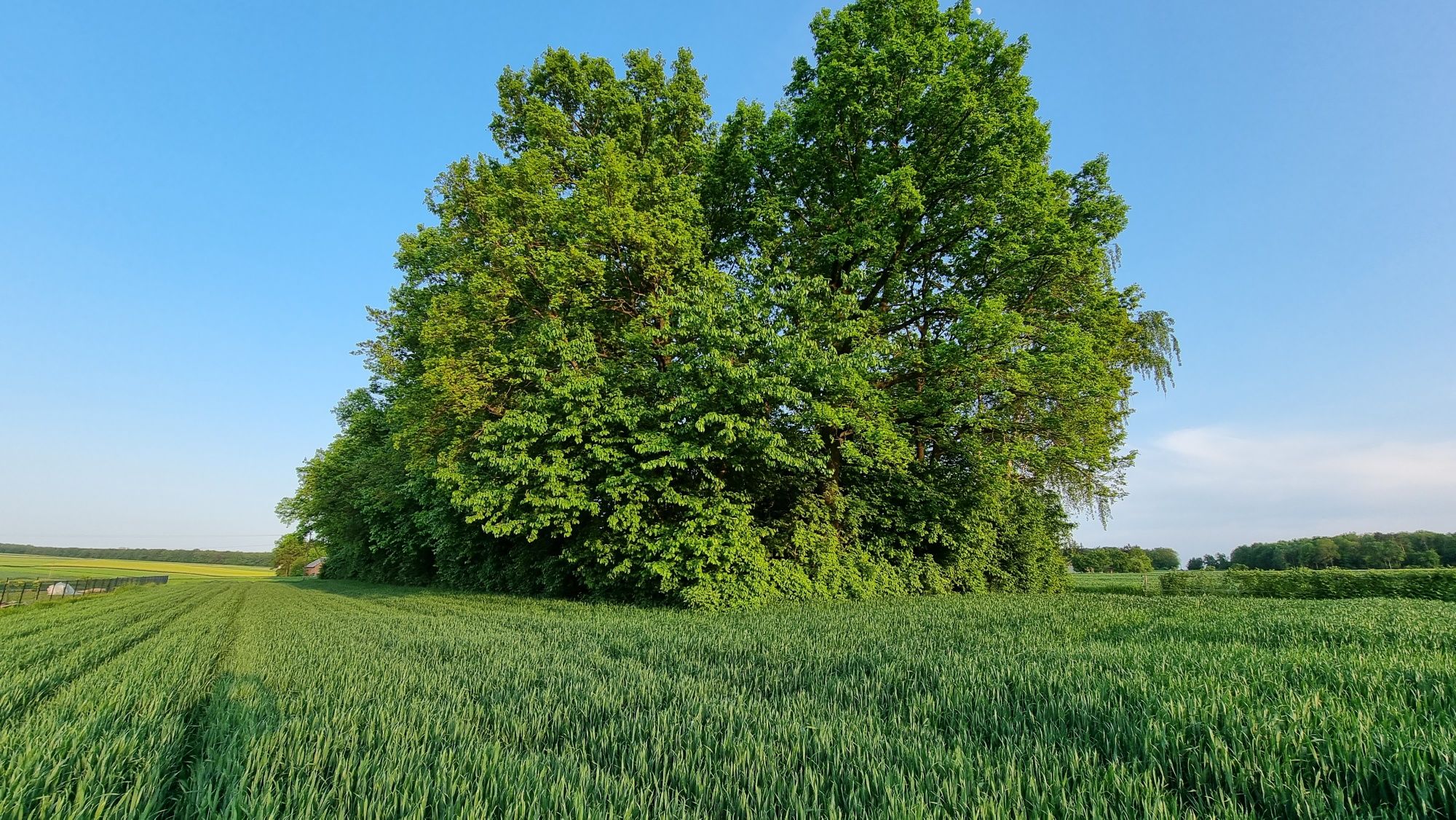 Lasek dębowy- kolonia Zaraszów