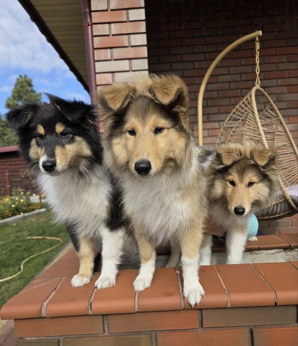 Owczarek Szkocki Długowlosy Collie FCI